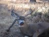 Buck1 074.JPG