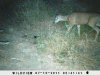 drop tine spike.JPG