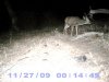 Deer Pics 11-30-09 010.JPG