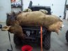 ElkClean19.jpg