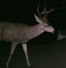 Trail cam.png