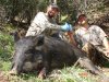 pig 4.JPG