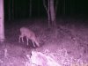 Utah trail camera 2011.jpg