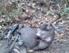 Vinnies local buck 2011.jpg