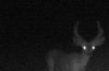 PICT0192deer.jpg