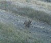 PICT0167-1yote and rabbit.jpg