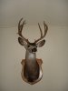 My Trophy 2.JPG