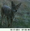 PICT0088-1-1 (2)yote 10-17-11.jpg