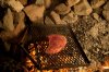 Meat_02.jpg