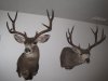 mounted bucks 2.jpg