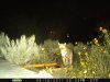 az strip 2011 178.jpg