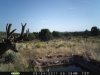 az strip 2011 264.jpg