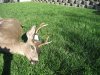 d-16 buck 008.JPG
