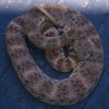 snake 2.jpg