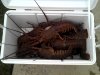 2011-11-11_07-38-03_257.jpg