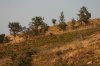A22 Season 2008 public land bucks 011.jpg