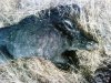D16 Boar 002.jpg