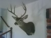 Sarah's Buck 002.jpg