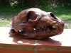 2008 Skull.jpg
