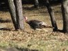 IMG_3265.JPG