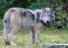 GrayWolf_OR-10_ODFW.jpg