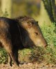 Javelina.JPG