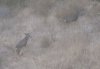 BUCKS 09 199.jpg