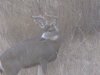 BUCKS 09 200.jpg
