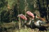 turkeys248.jpg