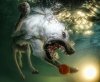 dog6.jpg
