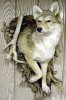 coyote1.jpg
