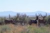 muledeer.jpg