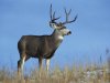 CO_Mammals_mule_deer2.jpg