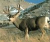 CO_Mammals_mule_deer5.jpg