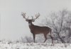 4b8e975a44bee_SNOW_DEER_002.jpg