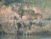 4-whitetail1.jpg