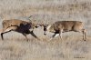 2034_1whitetail_deer34546d.jpg