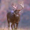 whitetail-deer-wallpaper-9.jpg