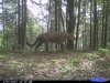 Big cat 2012.jpg