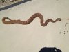Snake.JPG