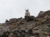 mtn_goat1.jpg