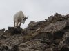 mtn_goat2.jpg
