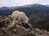 mtn_goat3.jpg