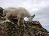 mtn_goat4.jpg