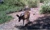 buck with bird.JPG