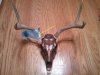 2011 buck.JPG