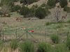 Elk no hunting.JPG