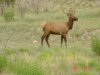 Elk N.M. 002.jpg