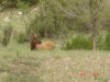 Elk N.M. 004.jpg