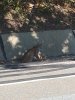 bobcat6.jpg